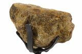 Fossil Hadrosaur Vertebra Section w/ Metal Stand - South Dakota #339894-1